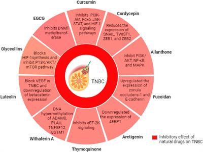 Management of triple-negative breast cancer by natural compounds through different mechanistic pathways